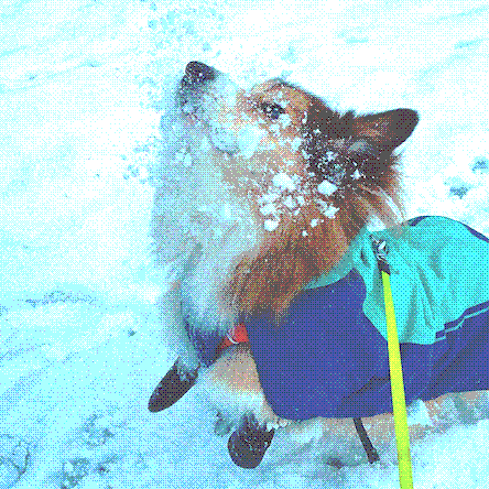 a pembroke welsh corgi in a little blue dog jacket and black dog boots is jumping in the air trying to catch a snowball, but it's just fell apart in his face. (he looks surprised)