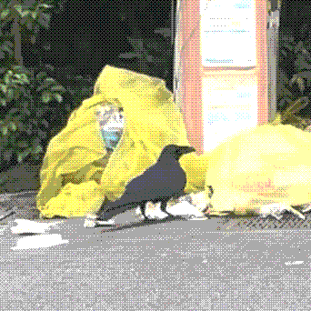 a huge crow ripping open yellow plastic bags of trash on the street.