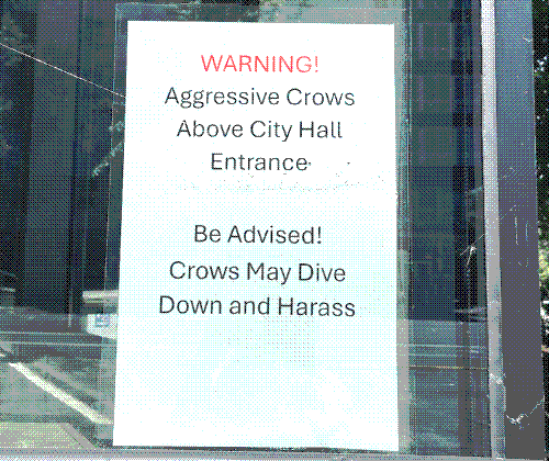 A sheet of office paper is taped to a window and reads in big red text: 'WARNING!' followed by black text that reads: 'Aggressive Crows Above City Hall Entrance. Be Advised! Crows May Dive Down and Harass